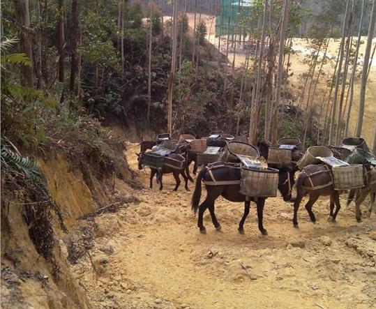 韶关马帮山路运输