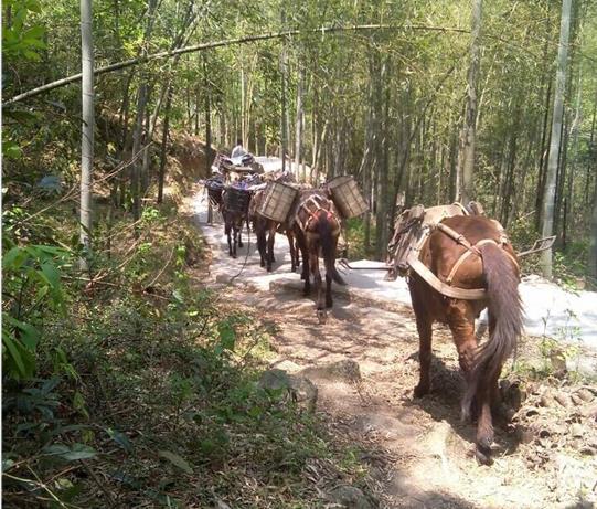 韶关马帮运输电话