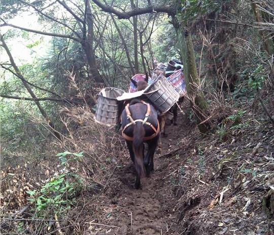 韶关马帮运输公司