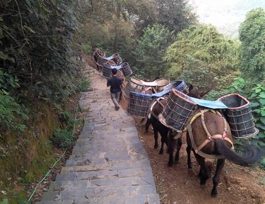 韶关骡马运输电话