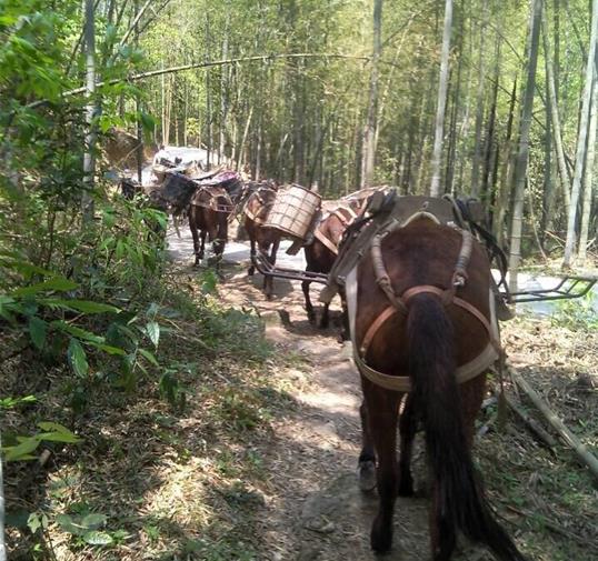 韶关骡马运输公司