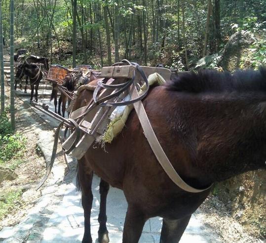 韶关山路骡马运输