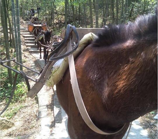 韶关骡马队运输