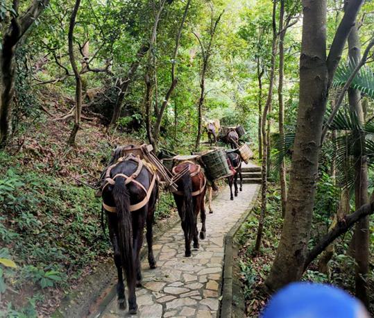 韶关马队运输电话