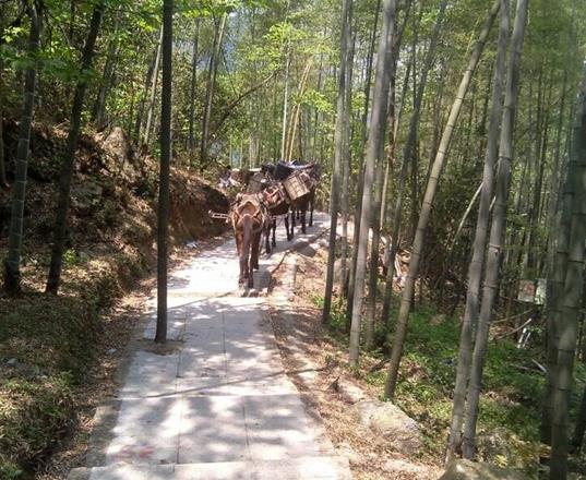 韶关马队运输公司