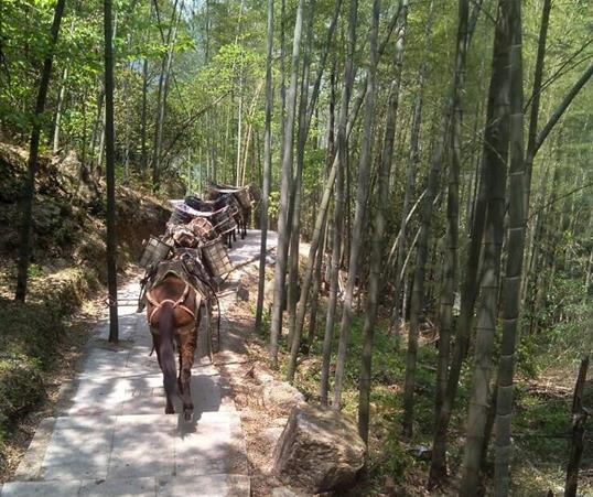 韶关山路马队运输