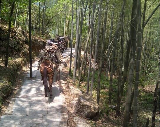 韶关山区骡马运输