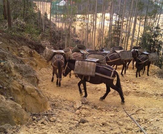 韶关山区马队运输